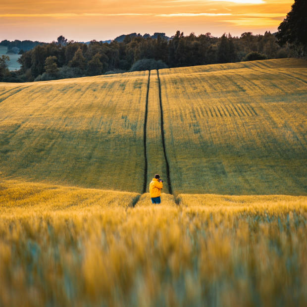 Man in a wheatfield