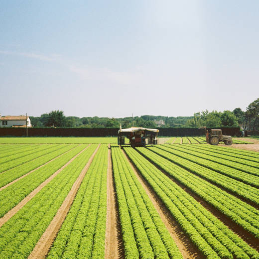 A field in summer